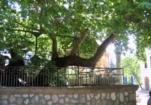 Hyppocrates' Plane Tree